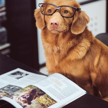 Read 100 pages of a book in 24 hours