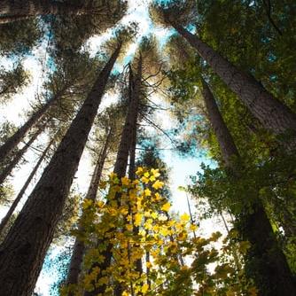 See the redwoods