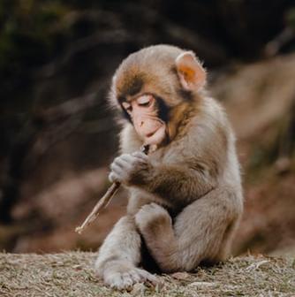 Hold a baby monkey