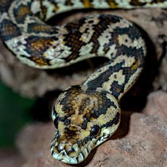 Face my fear of snakes