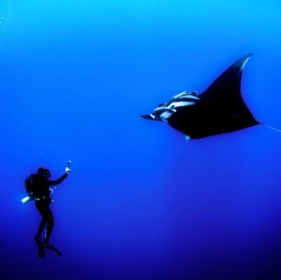 Swim with a sting ray
