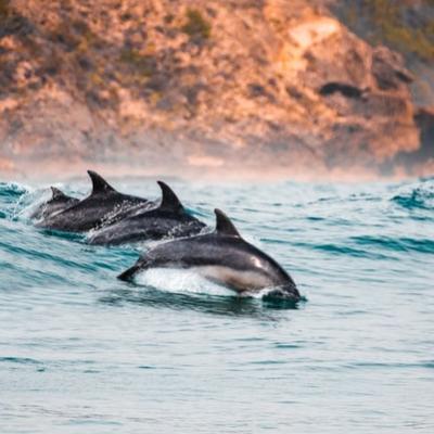 See a school of dolphins