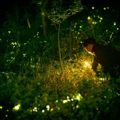 See a firefly