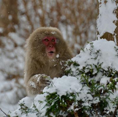 See a snow monkey