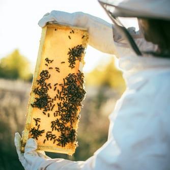 Extract honey from a beehive