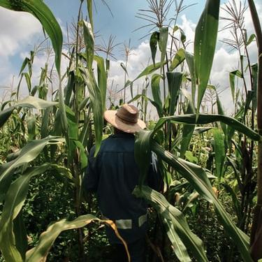 Wander through a corn field