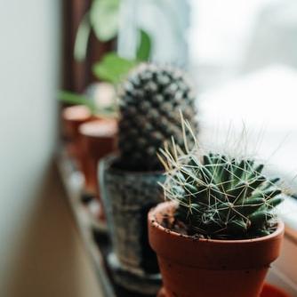 Grow a cactus plant
