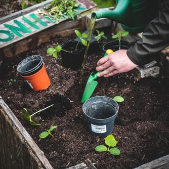 Create a vegetable garden