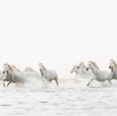 See wild white horses
