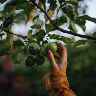 Pick am apple from a tree