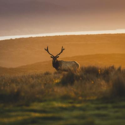 See a stag in the wild