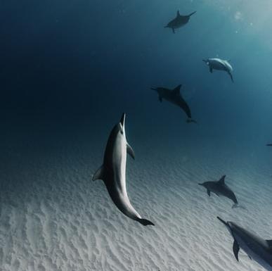 Swim with a pod of dolphins