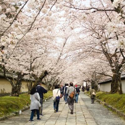 See the cherry blossoms in Tokyo