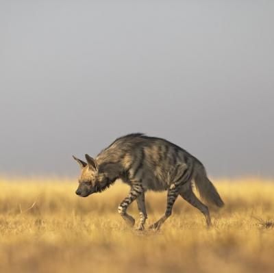 See a hyena in the wild