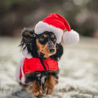 Wear a Christmas outfit on Christmas Day