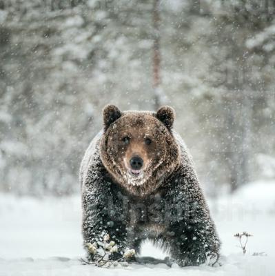 See a bear in the wild