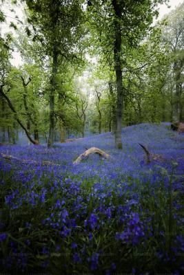 Find a bluebell wood
