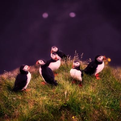 Puffin-spotting in the Faroe Islands
