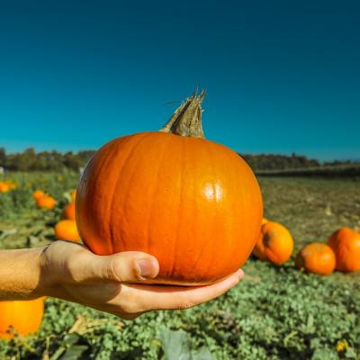 Grow a pumpkin