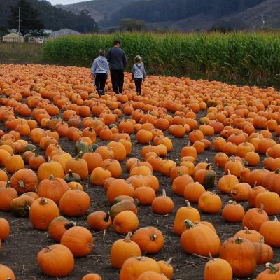 Go Pumpkin Picking
