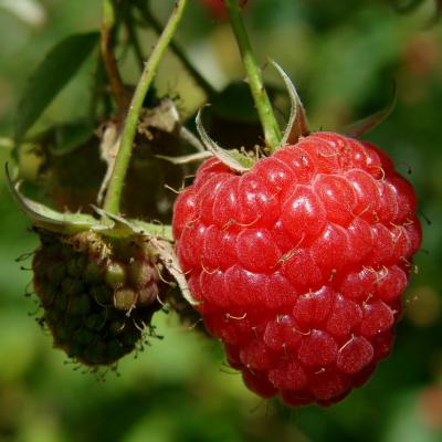 Pick raspberries