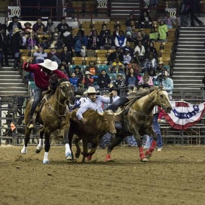 Watch rodeo bulldogging