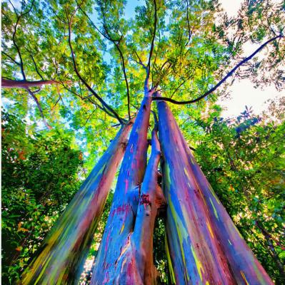 See a Rainbow Eucalyptus