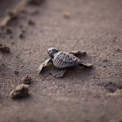 Witness baby turtles first steps