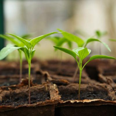 Plant a vegetable garden