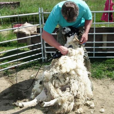 Shear sheep