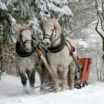 Horse drawn sleigh ride in the snow