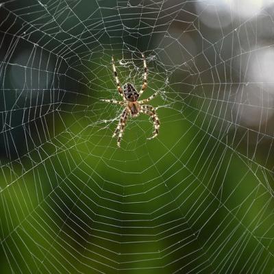 Watch a spider build its web