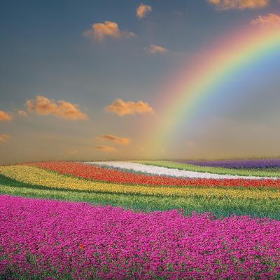 Walk through a rainbow flower field