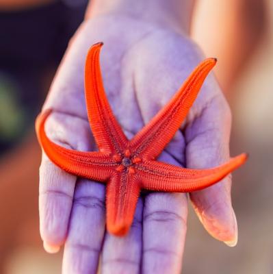 Hold a star fish