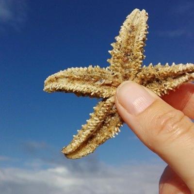 Touch a starfish