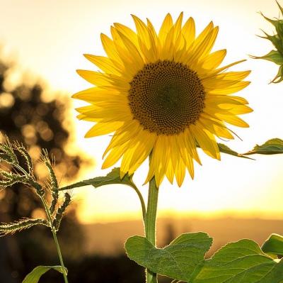Plant and grow sunflowers