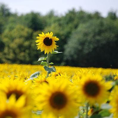 Stand in the middle of a sea of sunflowers