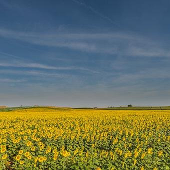 See Sunflower fields in Tuscany