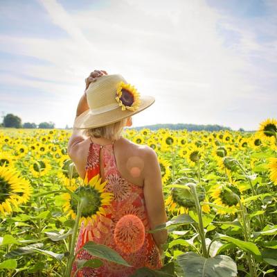 Wander Through A Field of Sunflowers