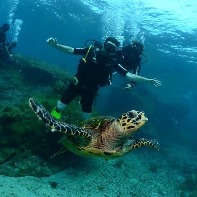 Swim with a turtle