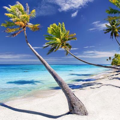 Spend a day at a deserted palm beach