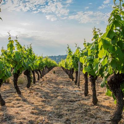 Visit a Beaujolais Vineyard