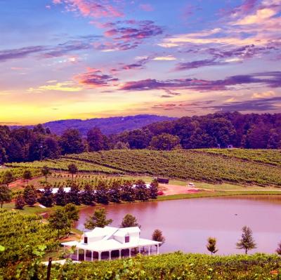 Drink Wine at Napa Valley