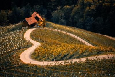 Wine tasting in Slovenia