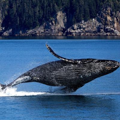 See a hump-back whale