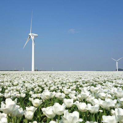 See Holland in Bloom